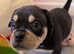 Tri Coloured Pocket Bully Puppies
