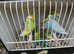 Lovely budgies