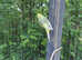 Budgies for sale - Male and Female