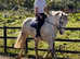 16.3hh 13yo gentleman ID gelding