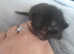 Ragdol mix KITTENS READY 21/6/25