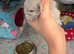 Two believer angora pedigree baby boys