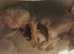 morkie cross puppies
