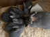 5 Siberian Baby rabbits for sale