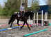 Stunning real life black beauty 16.3hh