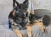 7 Big bone straight back German Sheperd Puppies for sale