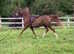 Partially backed broodmare