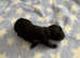 Outstanding F1 Korean/Asian Maltipoo Puppies
