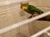 Mountain parakeets 3 looking for a new home