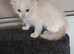 Ragdoll kittens pure breed only one boy left flamepoint