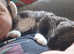 REDUCED - 2x Maine coon x Norwegian Forest with Everything
