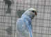 Adorable baby budgies ready for new home