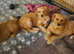 KC registered Golden retriever puppies looking for their forever family home