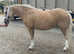 Project Barbie pony