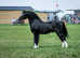 Welsh section c filly