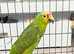 Stunning baby Amazon parrot for sale