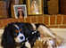 KC Reg GIRL King Charles Cavalier Puppy
