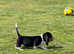 KC BASSET HOUND  PUPS