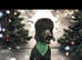 Standard poodle