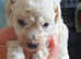 Miniature poodle