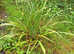 FREE PLANTS Native Foxgloves & Flag Iris