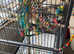 Xxl bird cage with 20 toys & 15 perches of different variety