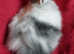 Gorgeous Double Maned Lionhead Baby Boy