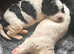 Cockapoo x cavapoo puppies for sale