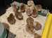 Pure breed Rhode Island Red chicken hatching Eggs
