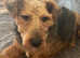 Welsh terrier