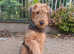 Airedale Terrier (Female)