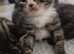 Selling one british short hair kitten