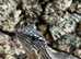 Sudan Plated Lizard Birmingham Reptiles
