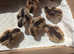 Crested Cream Legbar Hens - Day Old Chicks - Gaurenteed Girls