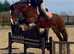 Bay Cob Mare 14'3hh 16yr old stunning allrounder