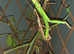 Greenbean Stick insects eggs