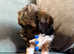 Stunning F2 Lhasapoos Last 2 Males Available