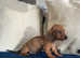 Beautiful miniature dachshund babies