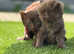 *RARE* brown kittens for sale