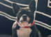 1 year old female French Bulldog