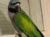 Stunning young Darbyan parrot