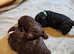 2 LEFT Gorgeous Toy Poodle pups