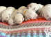 Beautiful White Labrador Puppies