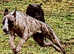 Kc reg whippet litter work/pet/show
