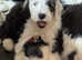 KC Registered Old English Sheepdog puppies