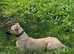 Lurcher pup