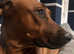 Home needed for our ridgeback Layla