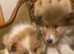 Rough collie puppies