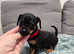 Beautiful Russian Toy Terrier Puppies