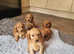 Cockapoos